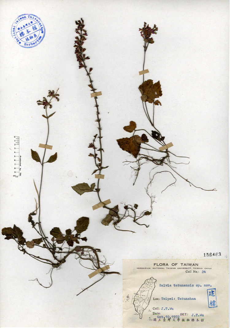 中文種名:日本紫花鼠尾草學名:Salvia tatunensis sp. nov.俗名:日本紫花鼠尾草俗名（英文）:日本紫花鼠尾草