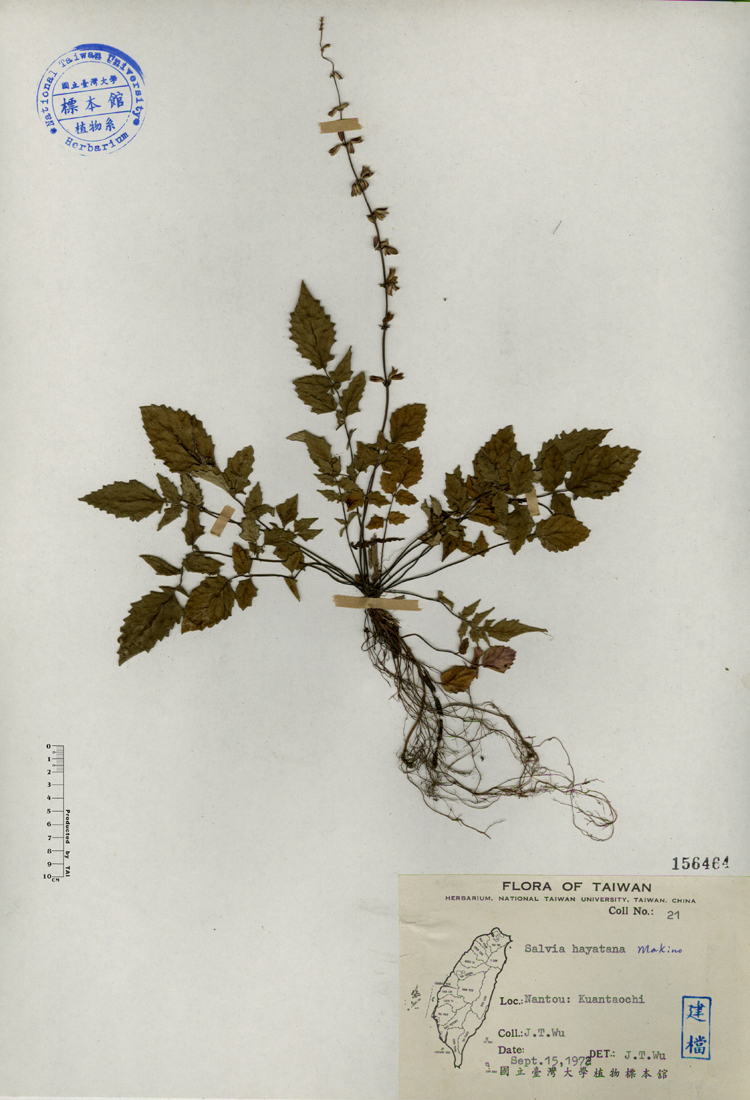 中文種名:早田氏鼠尾草學名:Salvia hayatana Makino俗名:早田氏鼠尾草俗名（英文）:早田氏鼠尾草