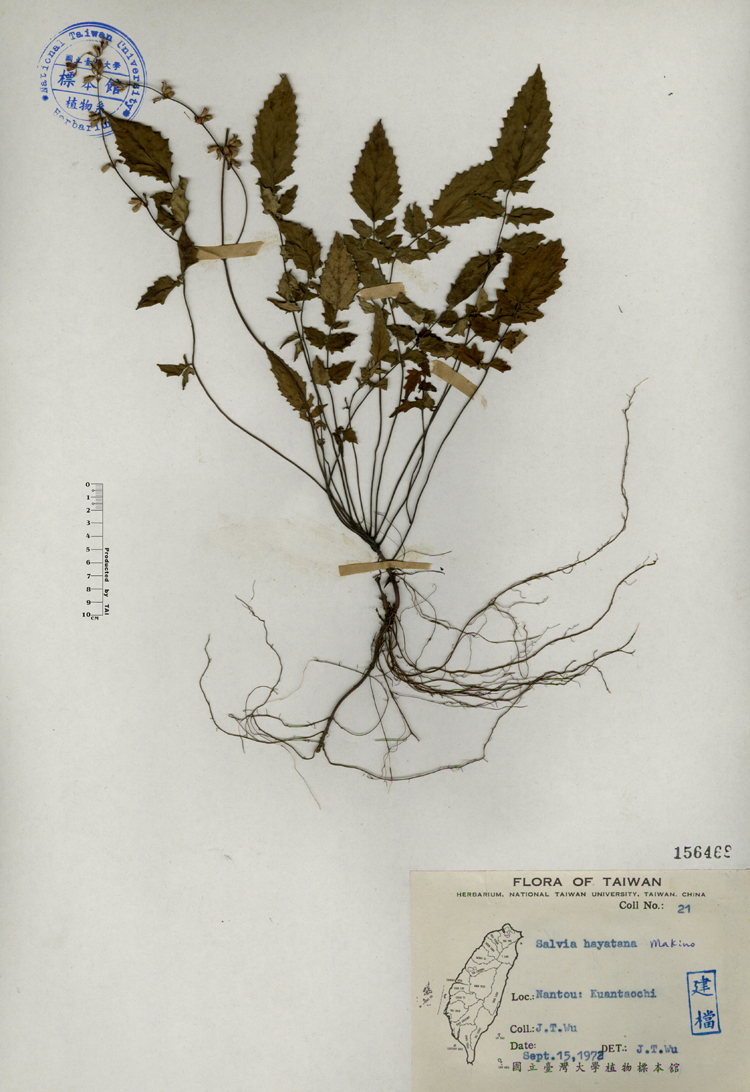 中文種名:早田氏鼠尾草學名:Salvia hayatana Makino俗名:早田氏鼠尾草俗名（英文）:早田氏鼠尾草