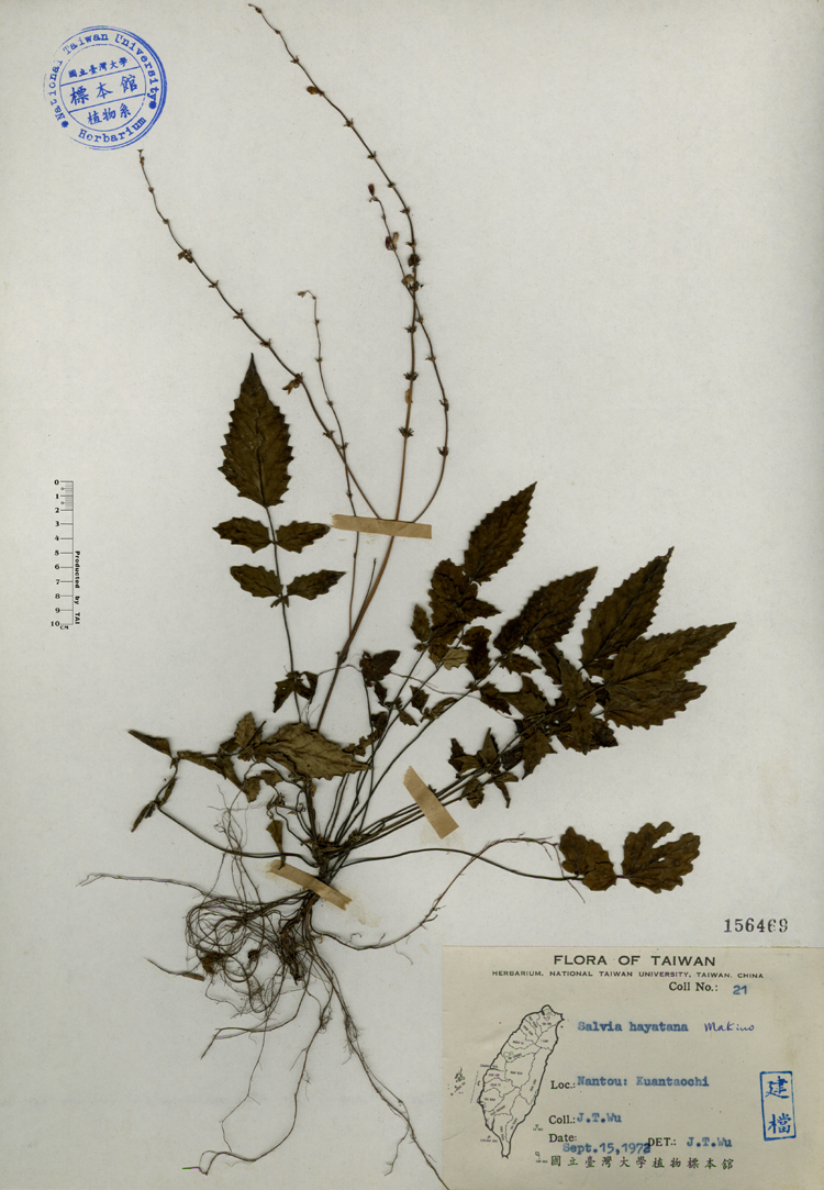 中文種名:早田氏鼠尾草學名:Salvia hayatana Makino俗名:早田氏鼠尾草俗名（英文）:早田氏鼠尾草