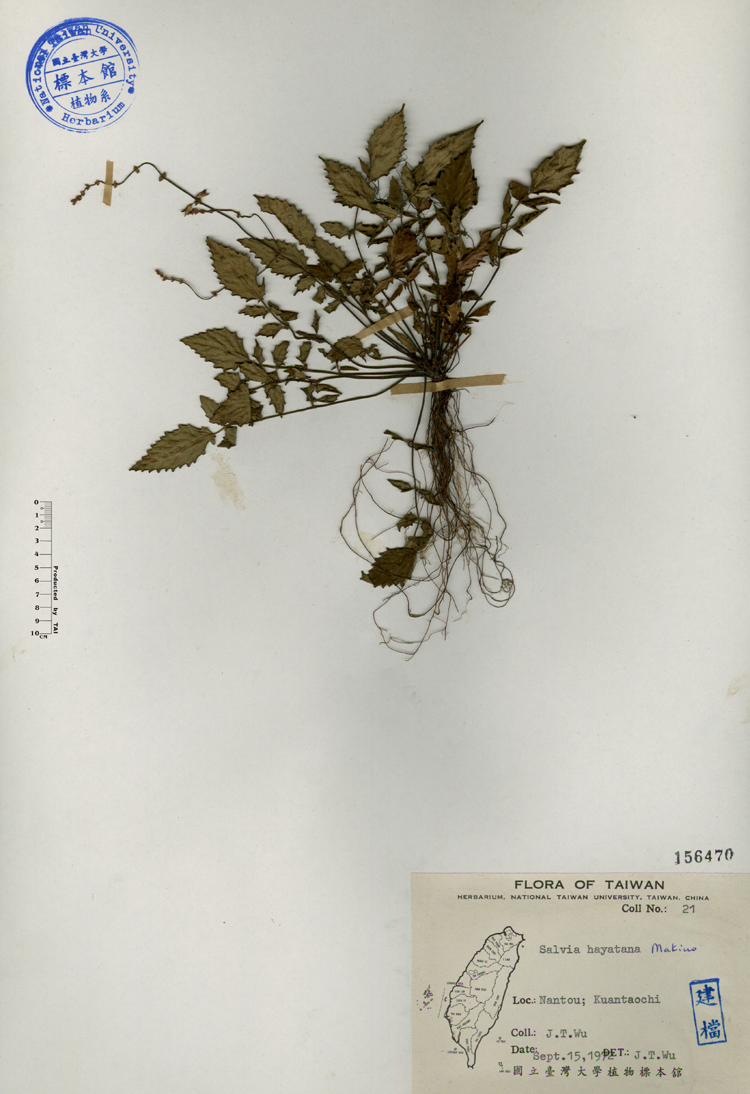 中文種名:早田氏鼠尾草學名:Salvia hayatana Makino俗名:早田氏鼠尾草俗名（英文）:早田氏鼠尾草