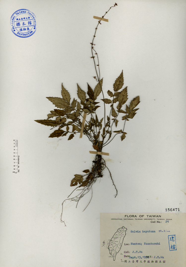 中文種名:早田氏鼠尾草學名:Salvia hayatana Makino俗名:早田氏鼠尾草俗名（英文）:早田氏鼠尾草