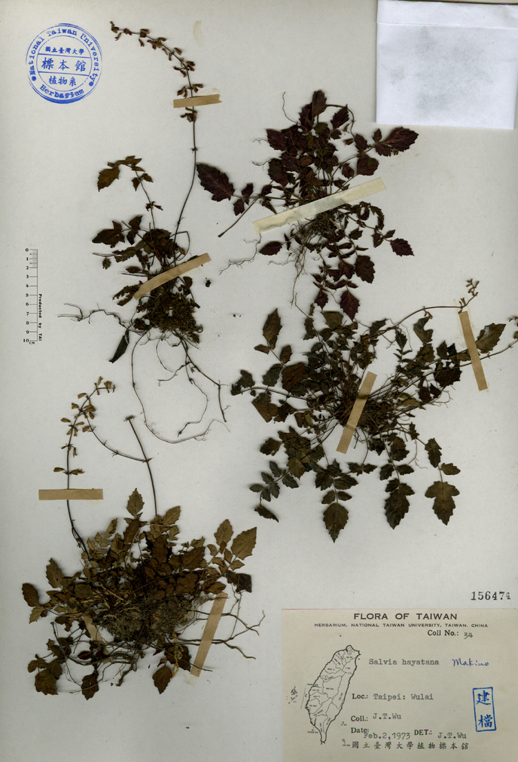 中文種名:早田氏鼠尾草學名:Salvia hayatana Makino俗名:早田氏鼠尾草俗名（英文）:早田氏鼠尾草
