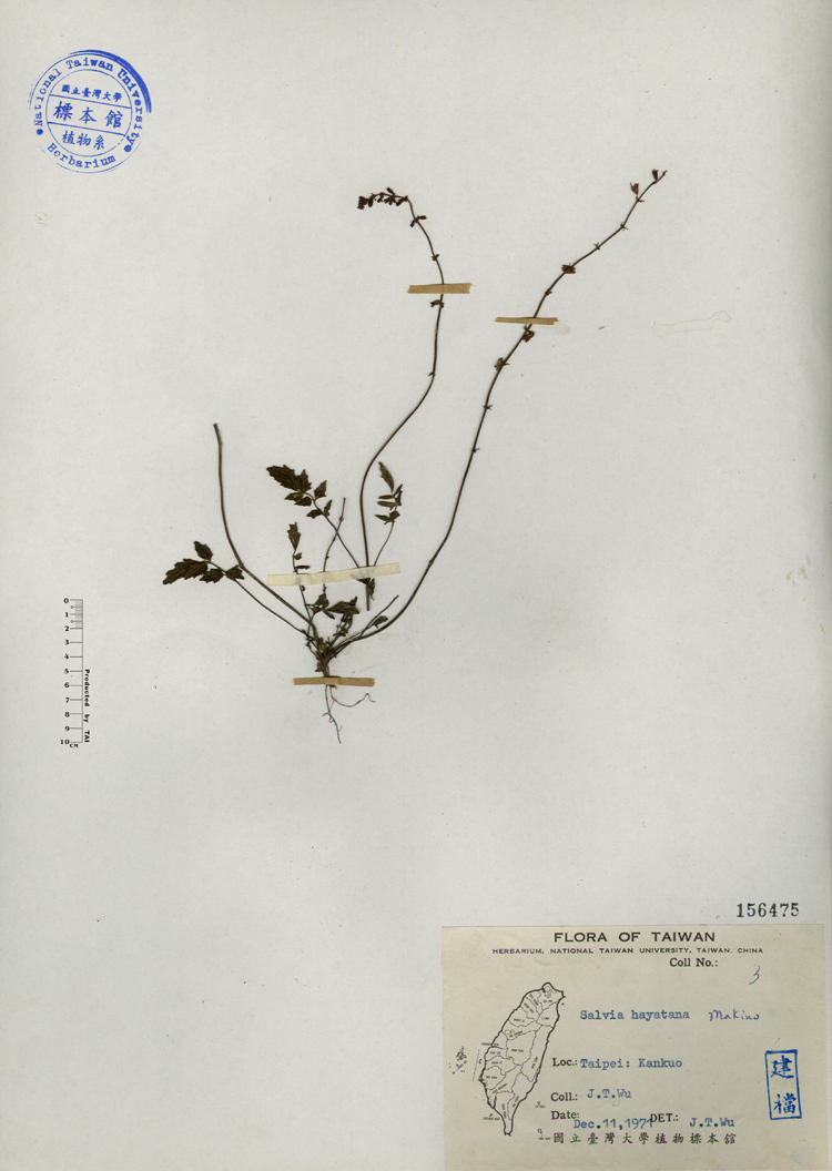 中文種名:早田氏鼠尾草學名:Salvia hayatana Makino俗名:早田氏鼠尾草俗名（英文）:早田氏鼠尾草