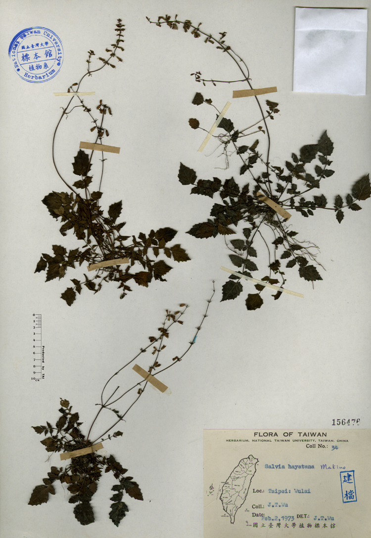 中文種名:早田氏鼠尾草學名:Salvia hayatana Makino俗名:早田氏鼠尾草俗名（英文）:早田氏鼠尾草