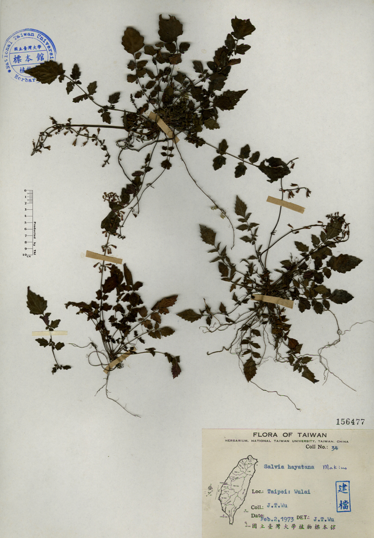 中文種名:早田氏鼠尾草學名:Salvia hayatana Makino俗名:早田氏鼠尾草俗名（英文）:早田氏鼠尾草