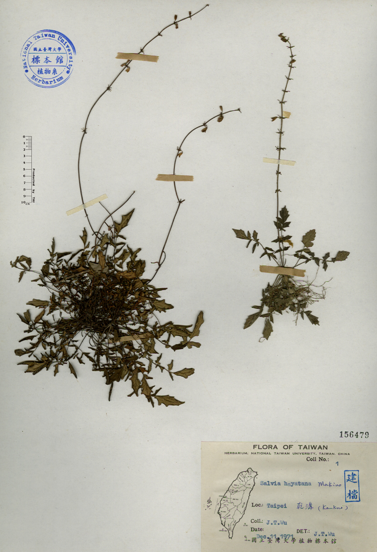 中文種名:早田氏鼠尾草學名:Salvia hayatana Makino俗名:早田氏鼠尾草俗名（英文）:早田氏鼠尾草