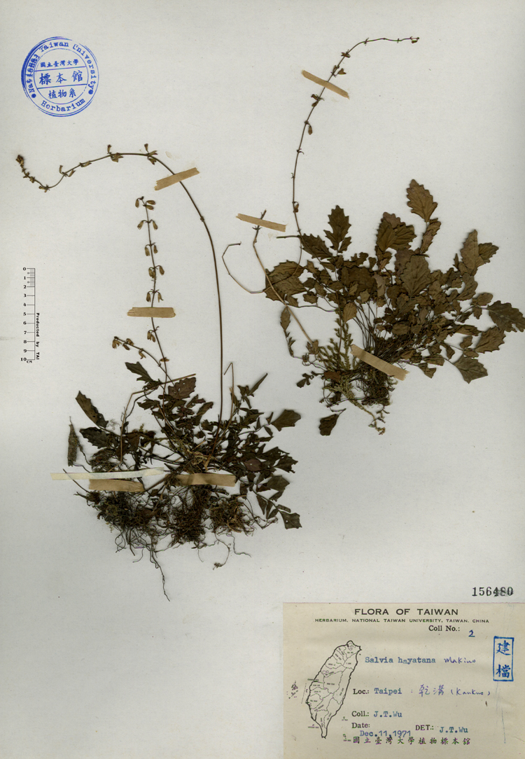 中文種名:早田氏鼠尾草學名:Salvia hayatana Makino俗名:早田氏鼠尾草俗名（英文）:早田氏鼠尾草