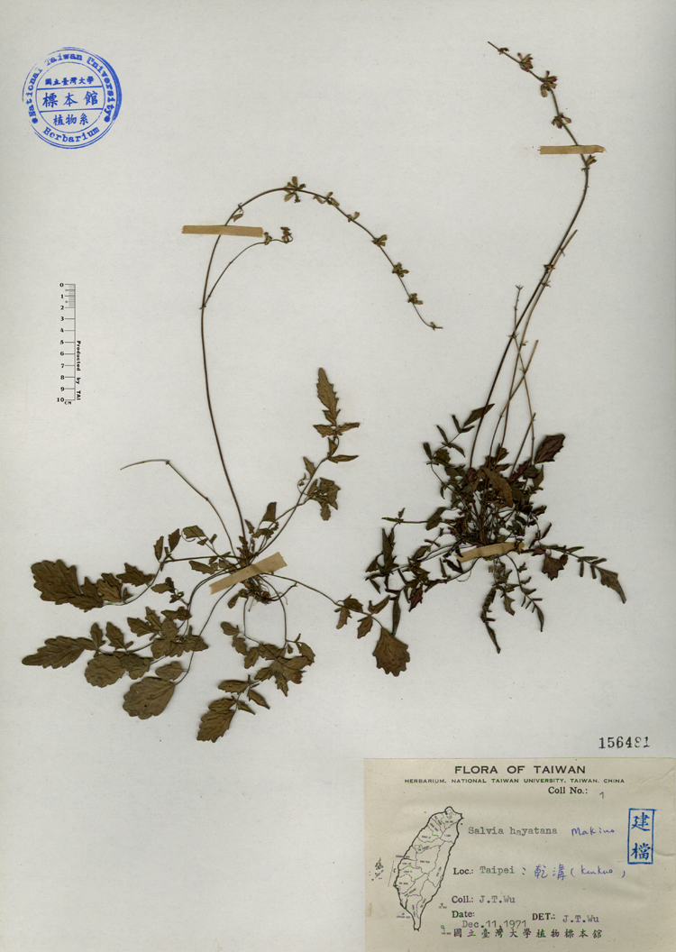 中文種名:早田氏鼠尾草學名:Salvia hayatana Makino俗名:早田氏鼠尾草俗名（英文）:早田氏鼠尾草