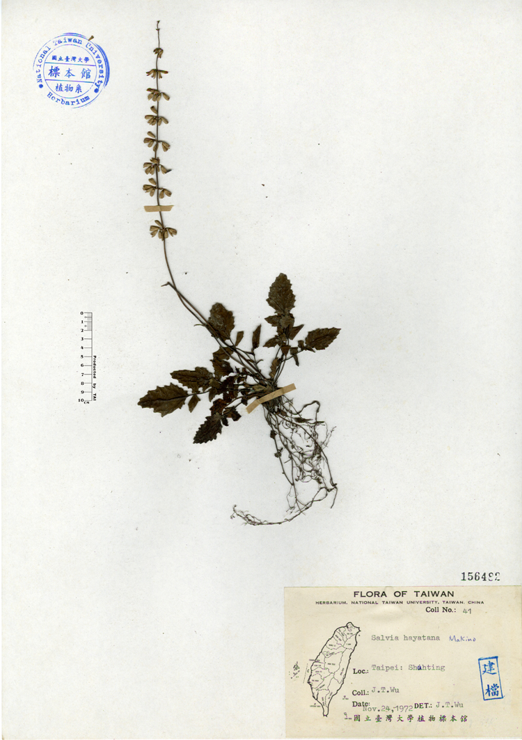 中文種名:早田氏鼠尾草學名:Salvia hayatana Makino俗名:早田氏鼠尾草俗名（英文）:早田氏鼠尾草