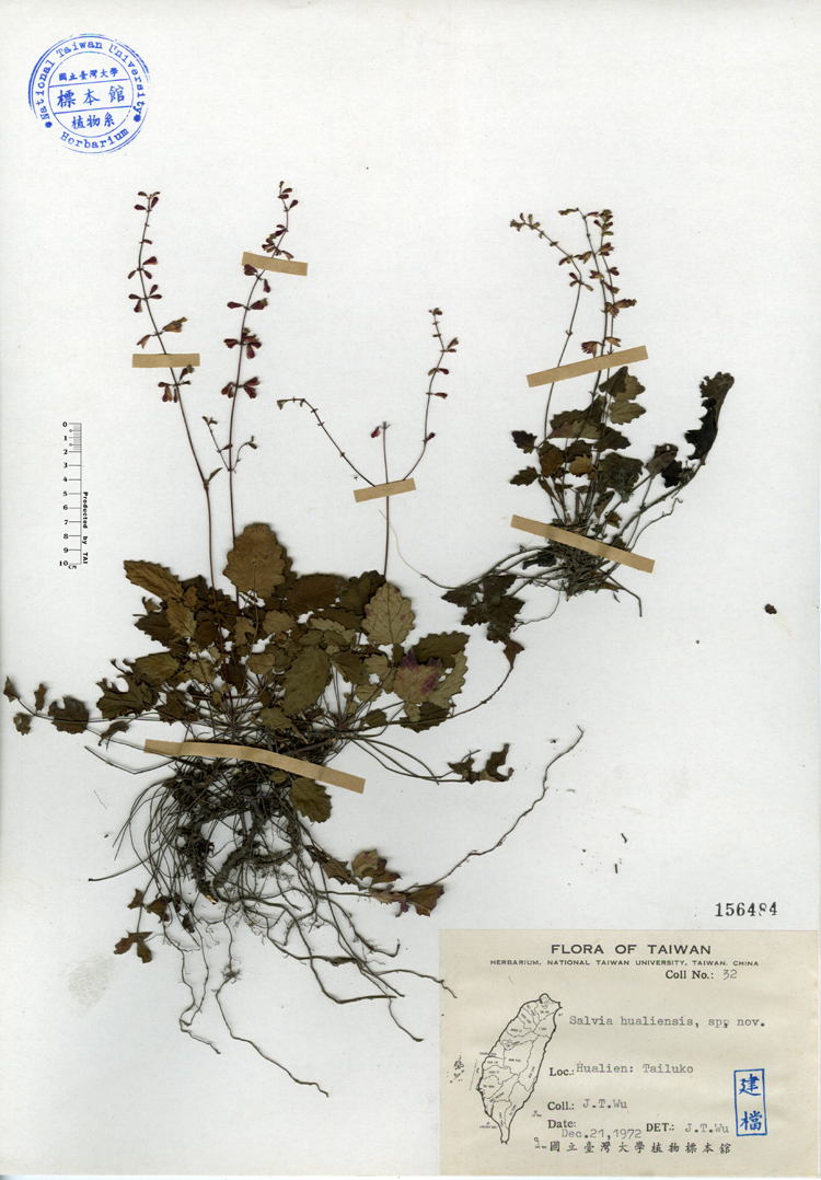 中文種名:隱藥鼠尾草學名:Salvia hualiensis sp. nov.俗名:隱藥鼠尾草俗名（英文）:隱藥鼠尾草