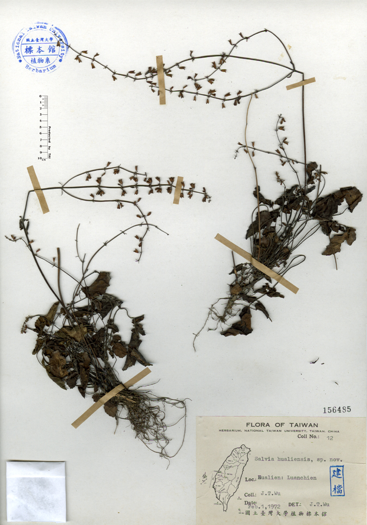 中文種名:隱藥鼠尾草學名:Salvia hualiensis sp. nov.俗名:隱藥鼠尾草俗名（英文）:隱藥鼠尾草