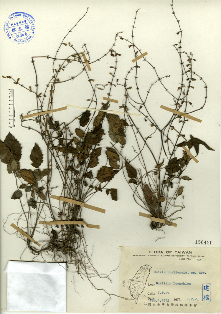 中文種名:隱藥鼠尾草學名:Salvia hualiensis sp. nov.俗名:隱藥鼠尾草俗名（英文）:隱藥鼠尾草