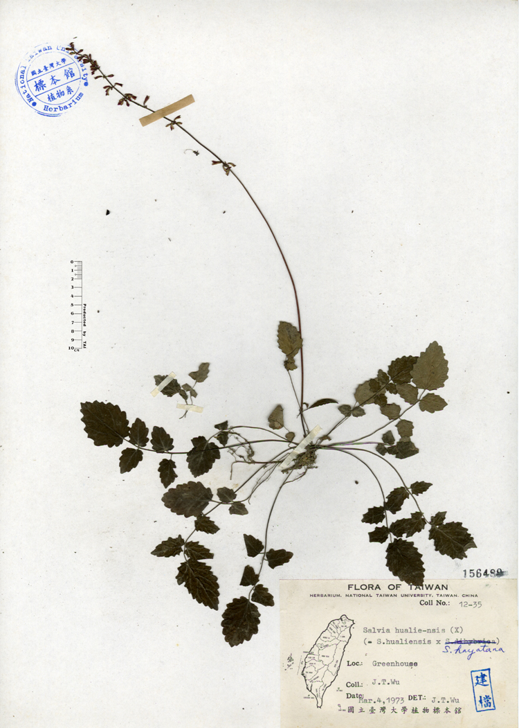 中文種名:隱藥鼠尾草學名:Salvia hualiensis俗名:隱藥鼠尾草俗名（英文）:隱藥鼠尾草