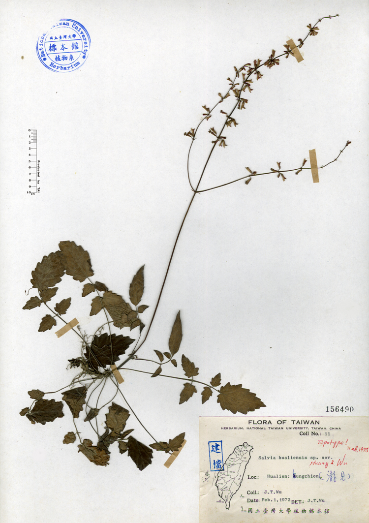 中文種名:隱藥鼠尾草學名:Salvia hualiensis Huang & Wu俗名:隱藥鼠尾草俗名（英文）:隱藥鼠尾草