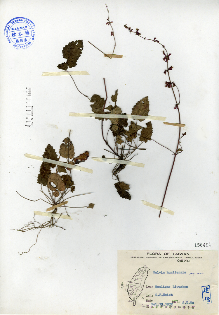 中文種名:隱藥鼠尾草學名:Salvia hualiensis sp. nov.俗名:隱藥鼠尾草俗名（英文）:隱藥鼠尾草