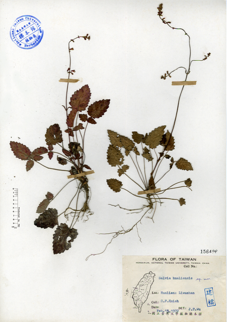 中文種名:隱藥鼠尾草學名:Salvia hualiensis sp. nov.俗名:隱藥鼠尾草俗名（英文）:隱藥鼠尾草