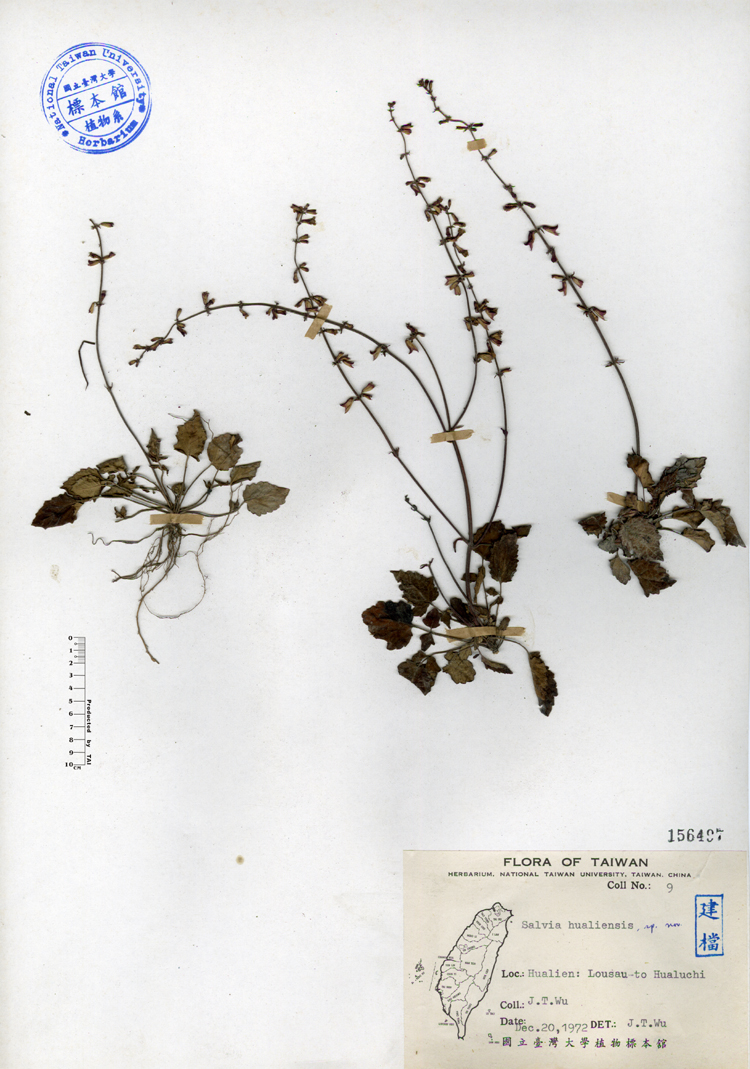 中文種名:隱藥鼠尾草學名:Salvia hualiensis sp. nov.俗名:隱藥鼠尾草俗名（英文）:隱藥鼠尾草