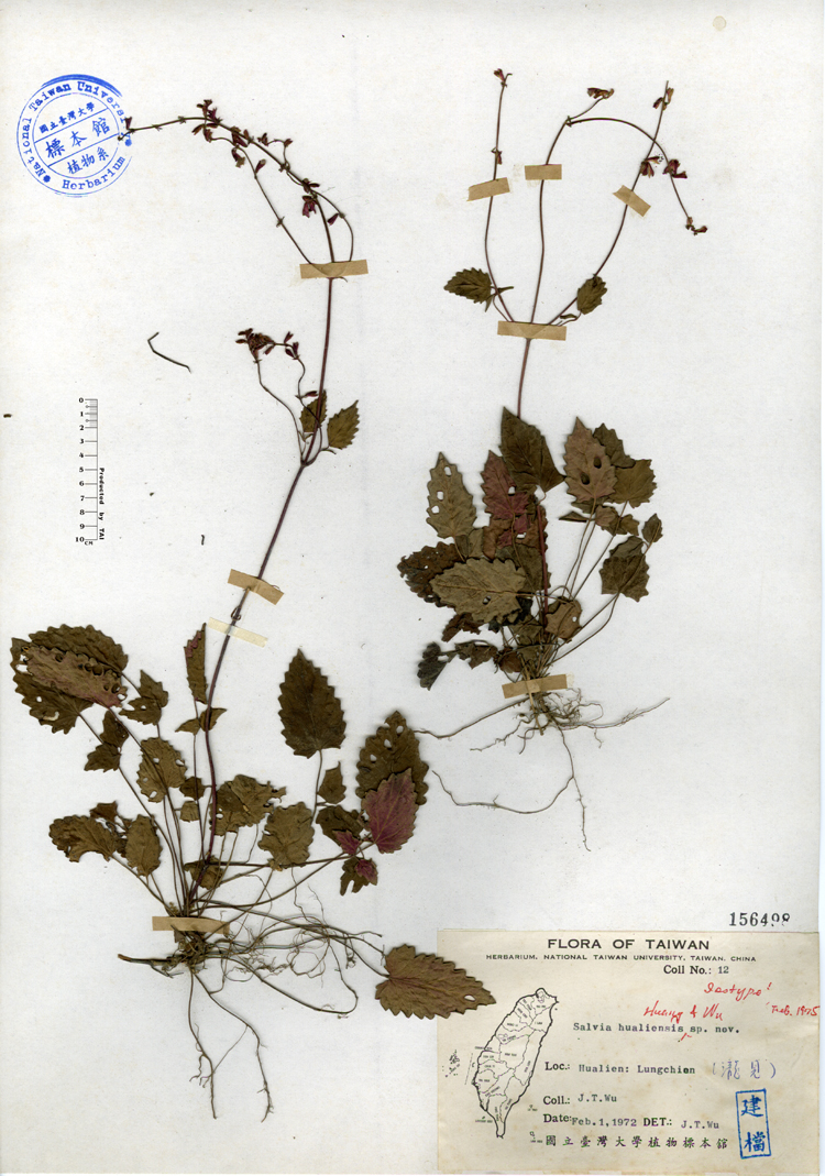 中文種名:隱藥鼠尾草學名:Salvia hualiensis sp. nov.俗名:隱藥鼠尾草俗名（英文）:隱藥鼠尾草