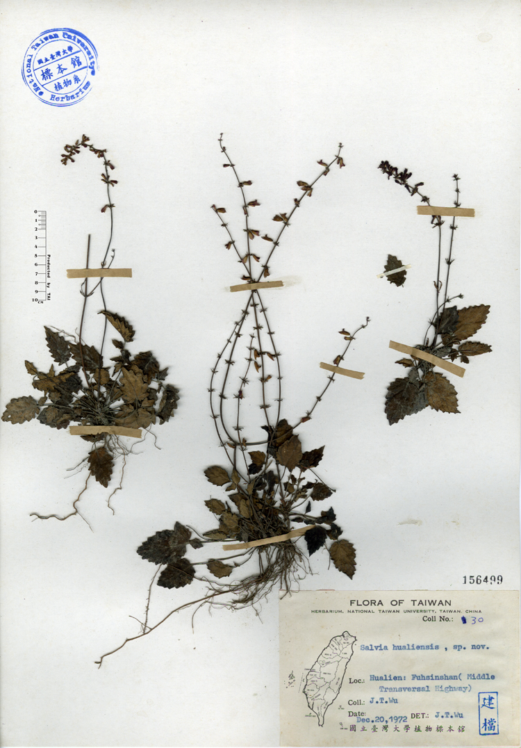 中文種名:隱藥鼠尾草學名:Salvia hualiensis sp. nov.俗名:隱藥鼠尾草俗名（英文）:隱藥鼠尾草