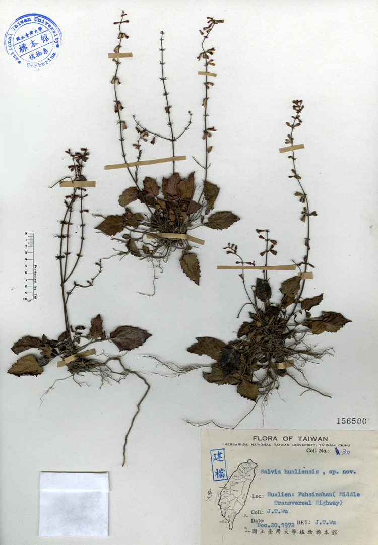 中文種名:隱藥鼠尾草學名:Salvia hualiensis sp. nov.俗名:隱藥鼠尾草俗名（英文）:隱藥鼠尾草