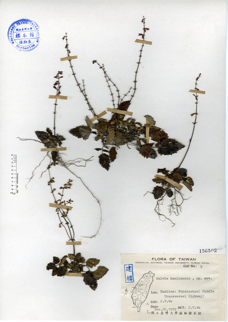 中文種名:隱藥鼠尾草學名:Salvia hualiensis sp. nov.俗名:隱藥鼠尾草俗名（英文）:隱藥鼠尾草