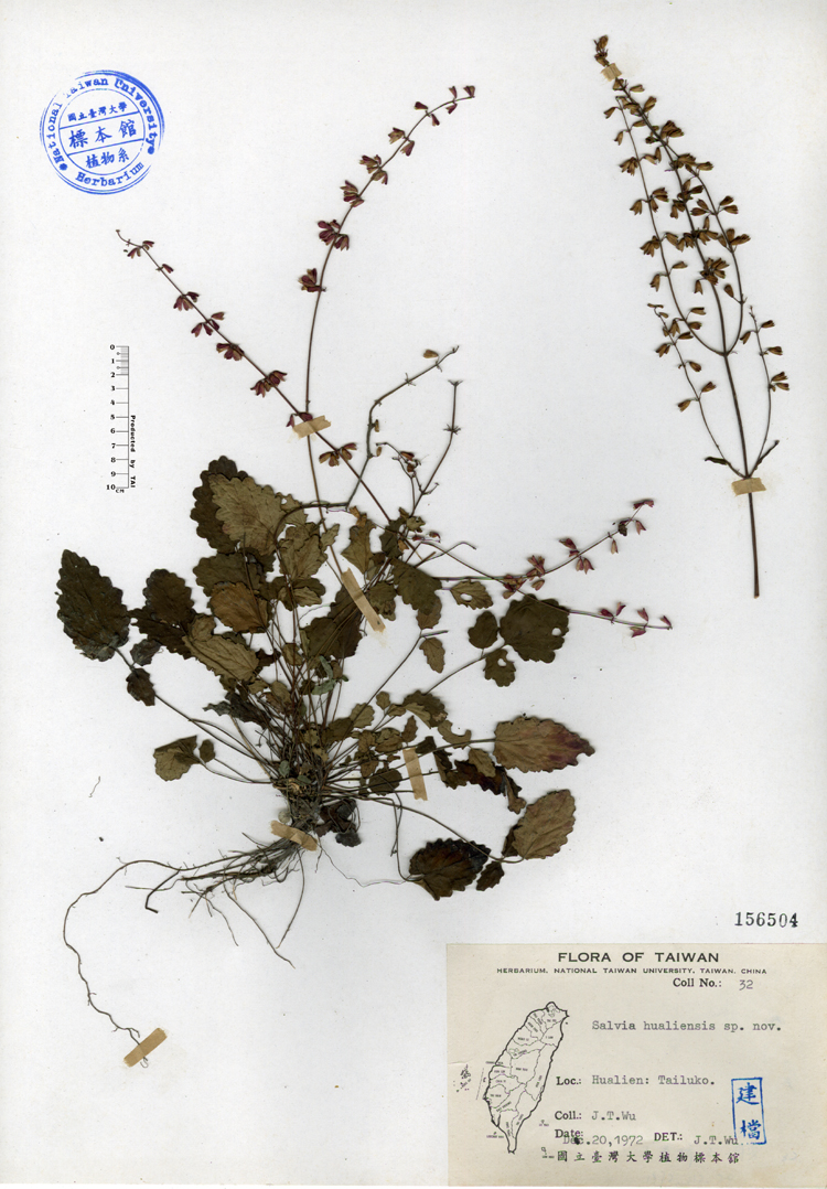中文種名:隱藥鼠尾草學名:Salvia hualiensis sp. nov.俗名:隱藥鼠尾草俗名（英文）:隱藥鼠尾草