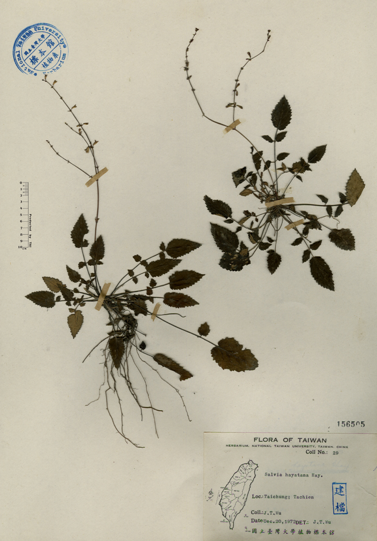 中文種名:早田氏鼠尾草學名:Salvia hayatana Hay.俗名:早田氏鼠尾草俗名（英文）:早田氏鼠尾草
