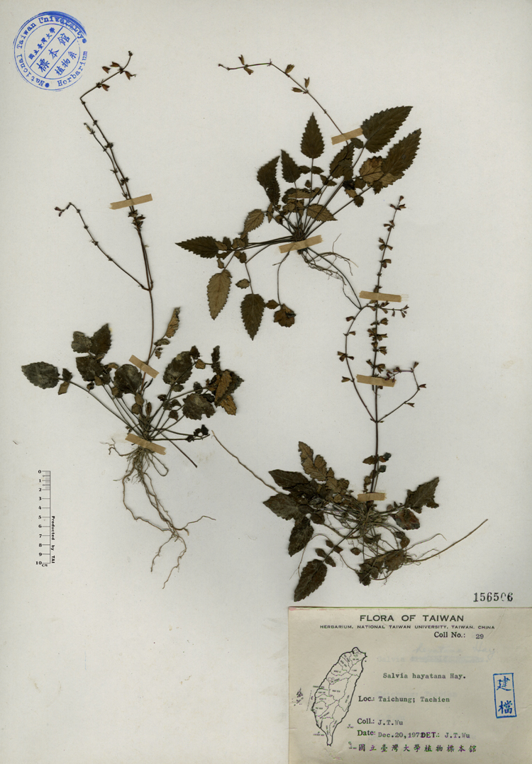 中文種名:早田氏鼠尾草學名:Salvia hayatana Hay.俗名:早田氏鼠尾草俗名（英文）:早田氏鼠尾草