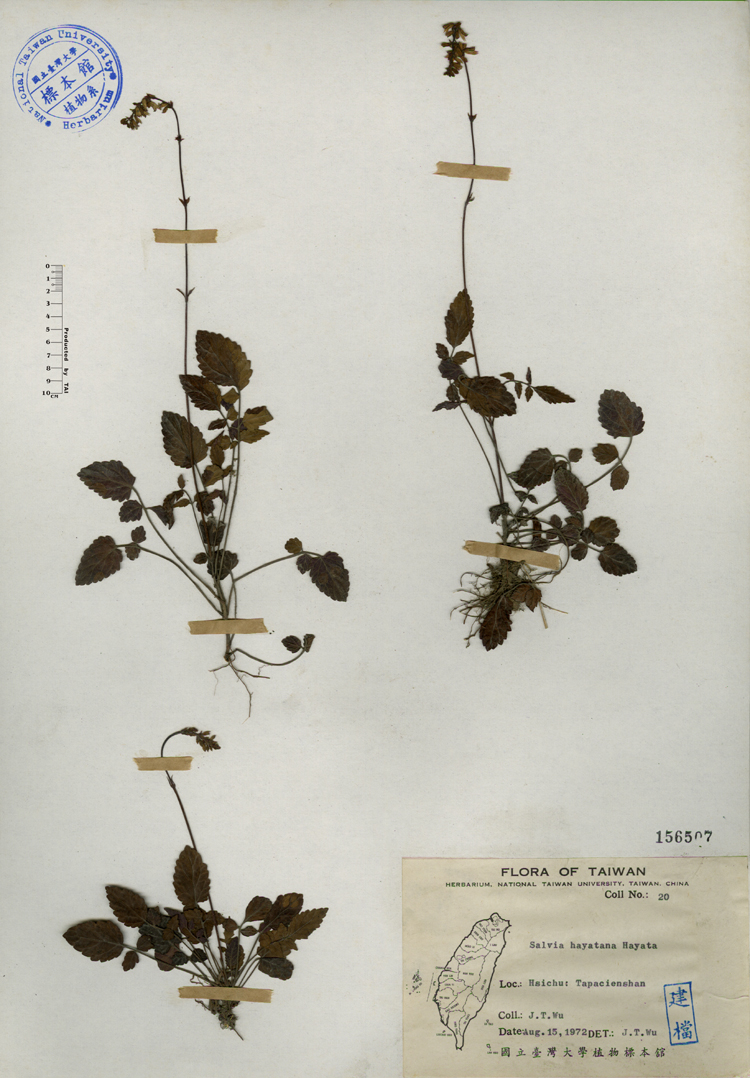 中文種名:早田氏鼠尾草學名:Salvia hayatana Hayata俗名:早田氏鼠尾草俗名（英文）:早田氏鼠尾草