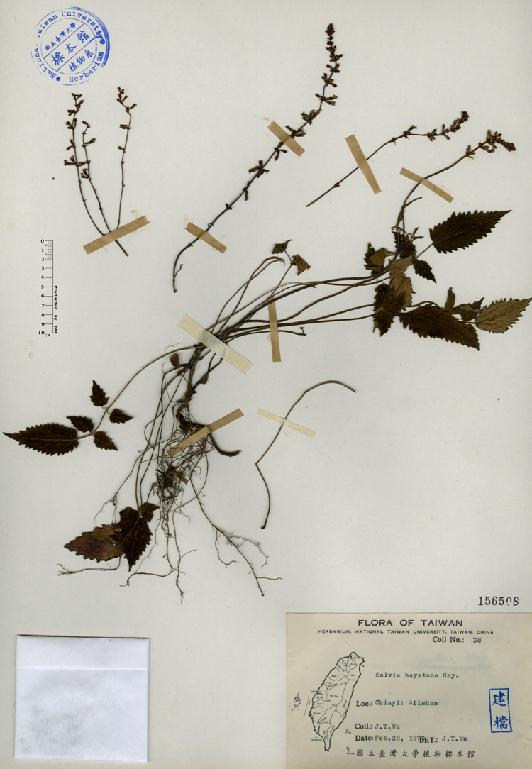 中文種名:早田氏鼠尾草學名:Salvia hayatana Hayata俗名:早田氏鼠尾草俗名（英文）:早田氏鼠尾草