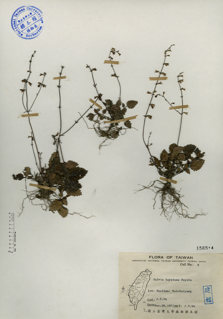 中文種名:早田氏鼠尾草學名:Salvia hayatana Hayata俗名:早田氏鼠尾草俗名（英文）:早田氏鼠尾草