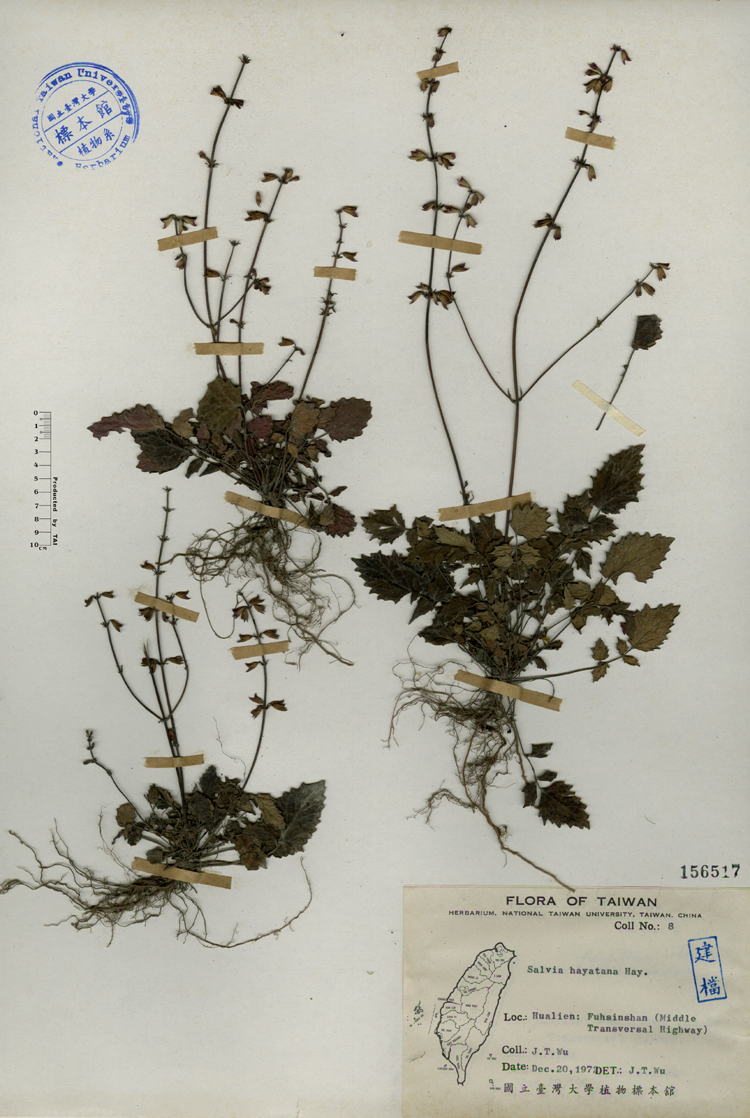 中文種名:早田氏鼠尾草學名:Salvia hayatana Hay.俗名:早田氏鼠尾草俗名（英文）:早田氏鼠尾草