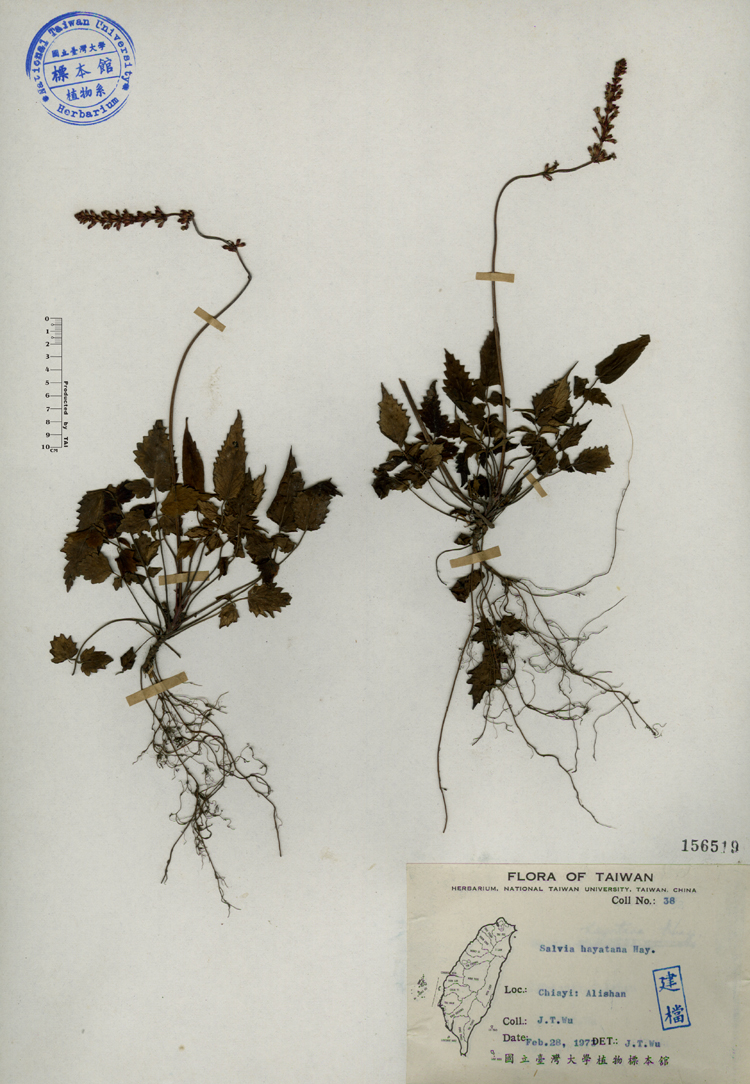 中文種名:早田氏鼠尾草學名:Salvia hayatana Hayata俗名:早田氏鼠尾草俗名（英文）:早田氏鼠尾草