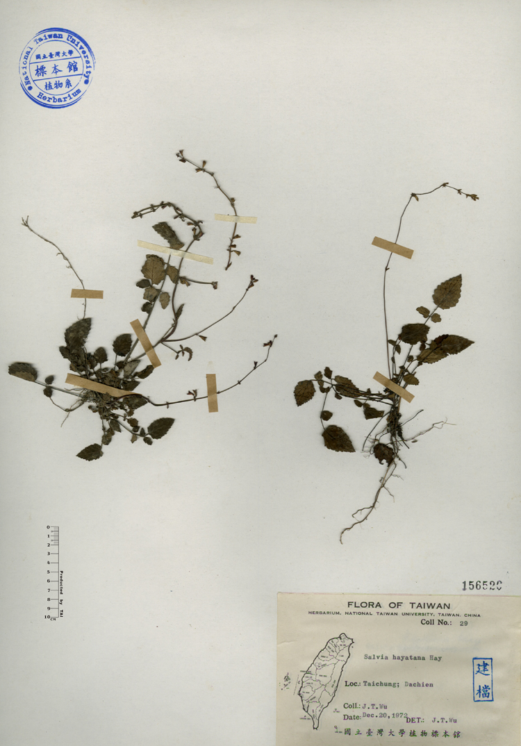 中文種名:早田氏鼠尾草學名:Salvia hayatana Hay.俗名:早田氏鼠尾草俗名（英文）:早田氏鼠尾草