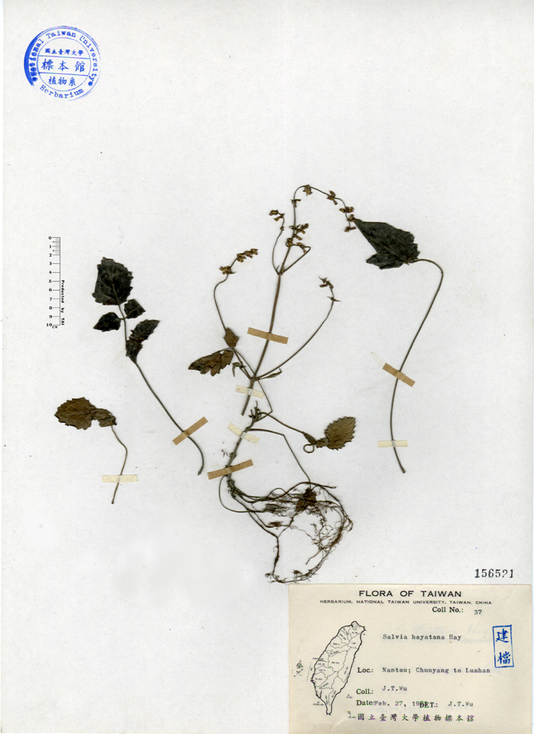 中文種名:早田氏鼠尾草學名:Salvia hayatana Hay.俗名:早田氏鼠尾草俗名（英文）:早田氏鼠尾草