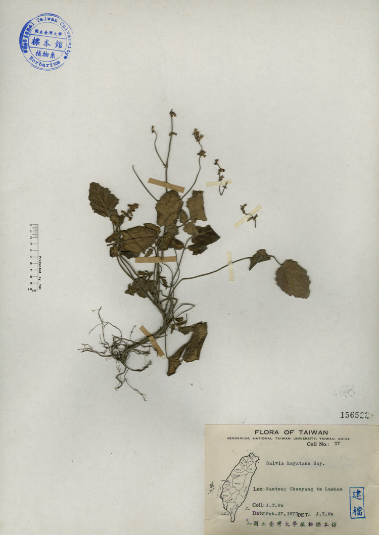 中文種名:早田氏鼠尾草學名:Salvia hayatana Hay.俗名:早田氏鼠尾草俗名（英文）:早田氏鼠尾草