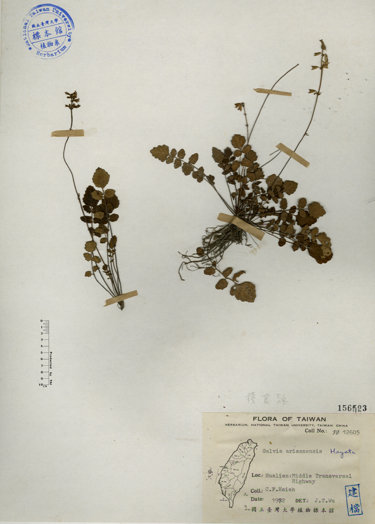 中文種名:阿里山紫花鼠尾草學名:Salvia arisanensis Hayata俗名:阿里山紫花鼠尾草俗名（英文）:阿里山紫花鼠尾草