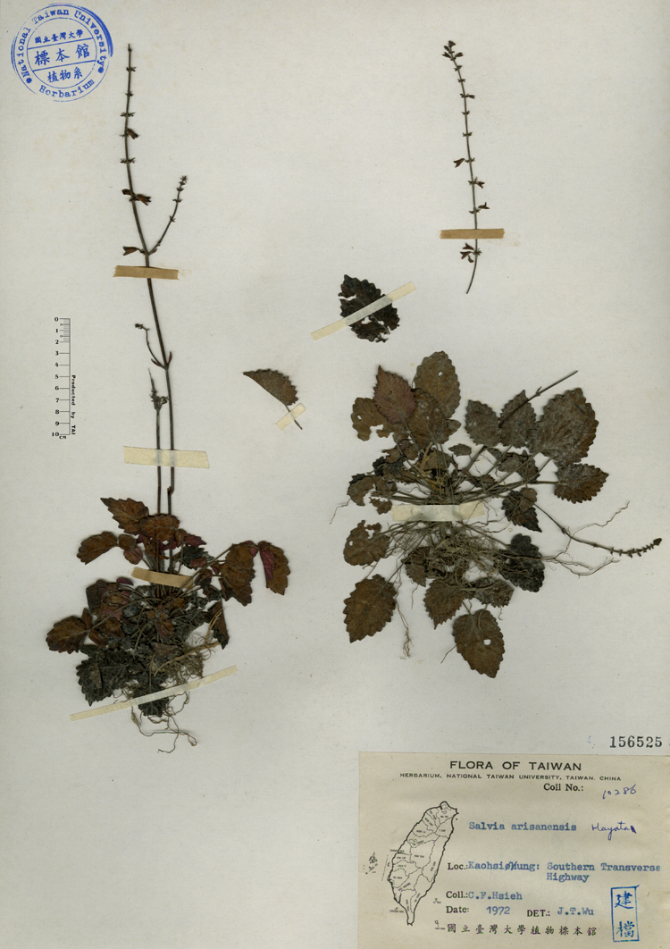 中文種名:阿里山紫花鼠尾草學名:Salvia arisanensis Hayata俗名:阿里山紫花鼠尾草俗名（英文）:阿里山紫花鼠尾草