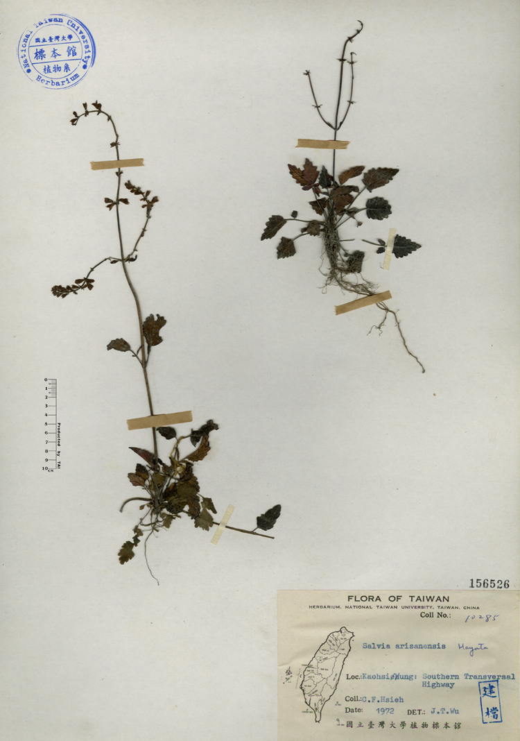 中文種名:阿里山紫花鼠尾草學名:Salvia arisanensis Hayata俗名:阿里山紫花鼠尾草俗名（英文）:阿里山紫花鼠尾草