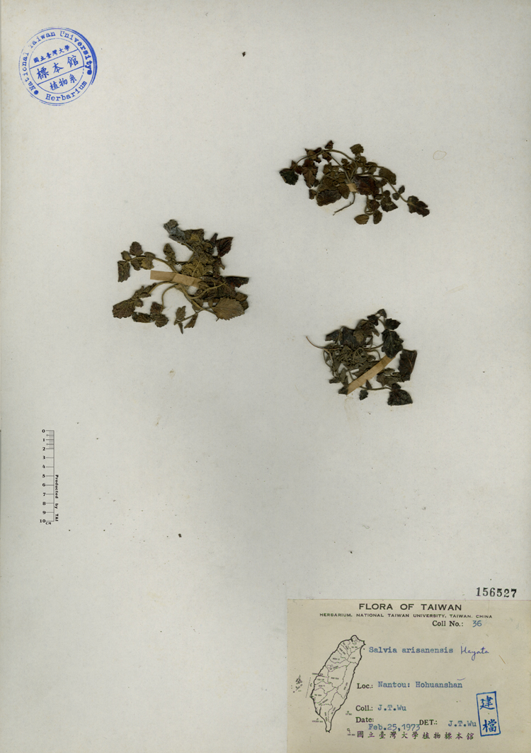 中文種名:阿里山紫花鼠尾草學名:Salvia arisanensis Hayata俗名:阿里山紫花鼠尾草俗名（英文）:阿里山紫花鼠尾草