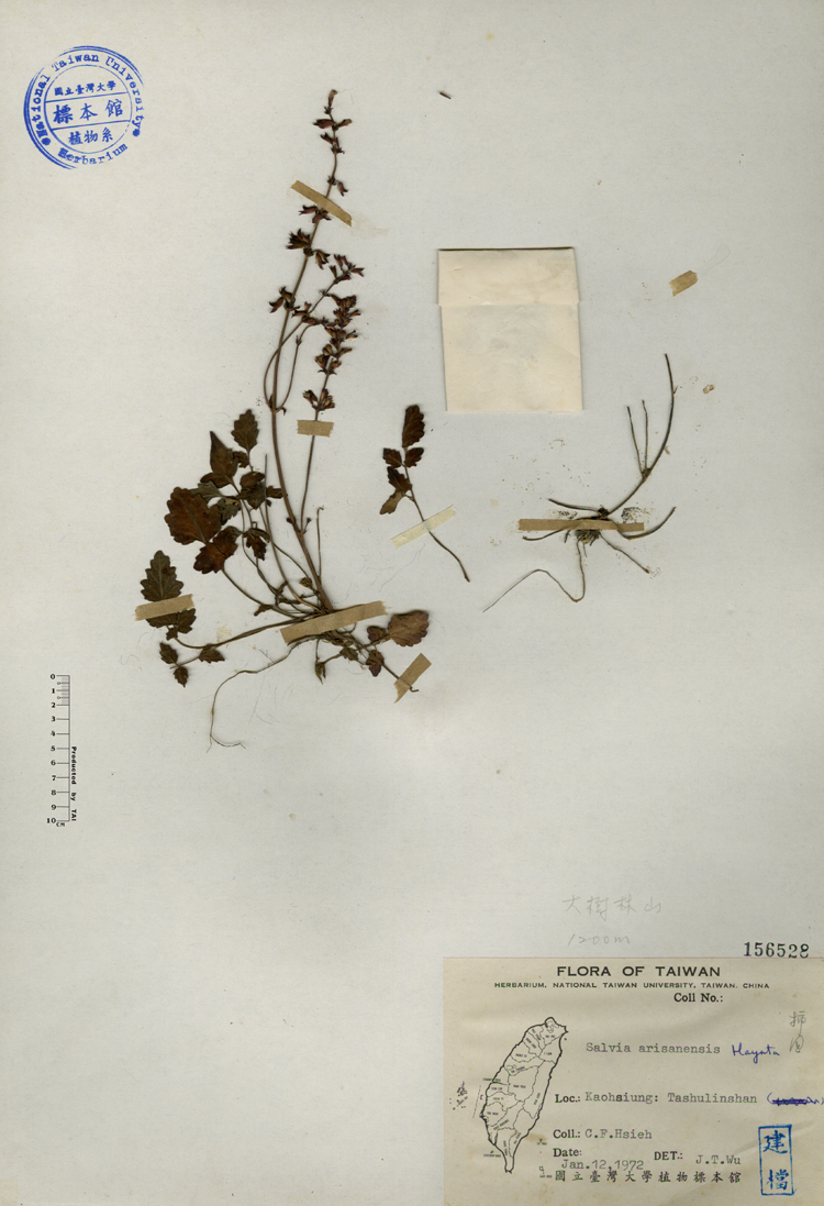 中文種名:阿里山紫花鼠尾草學名:Salvia arisanensis Hayata俗名:阿里山紫花鼠尾草俗名（英文）:阿里山紫花鼠尾草