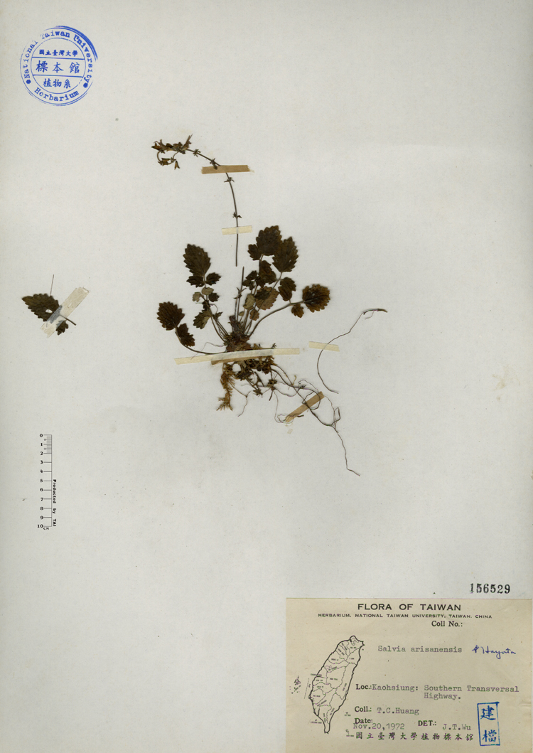 中文種名:阿里山紫花鼠尾草學名:Salvia arisanensis Hayata俗名:阿里山紫花鼠尾草俗名（英文）:阿里山紫花鼠尾草