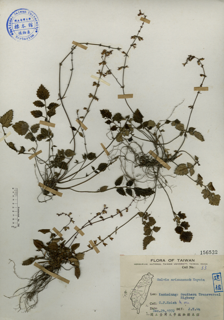 中文種名:阿里山紫花鼠尾草學名:Salvia arisanensis Hayata俗名:阿里山紫花鼠尾草俗名（英文）:阿里山紫花鼠尾草