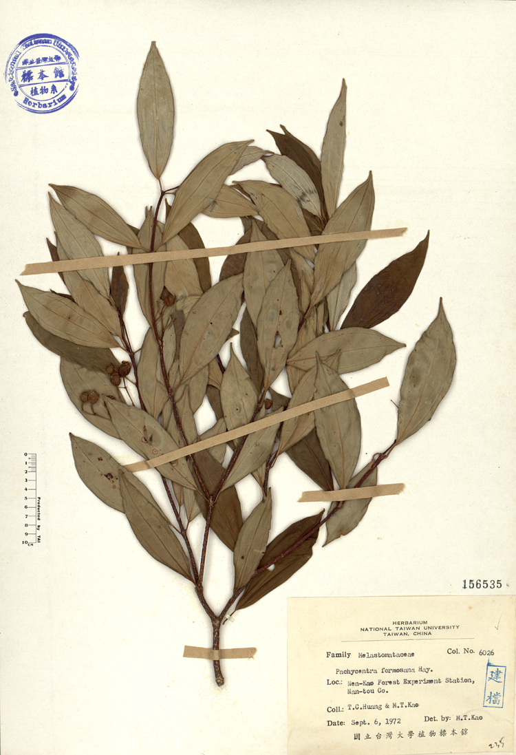 中文種名:台灣厚距花學名:Pachycentria formosana Hayata俗名:台灣厚距花俗名（英文）:台灣厚距花
