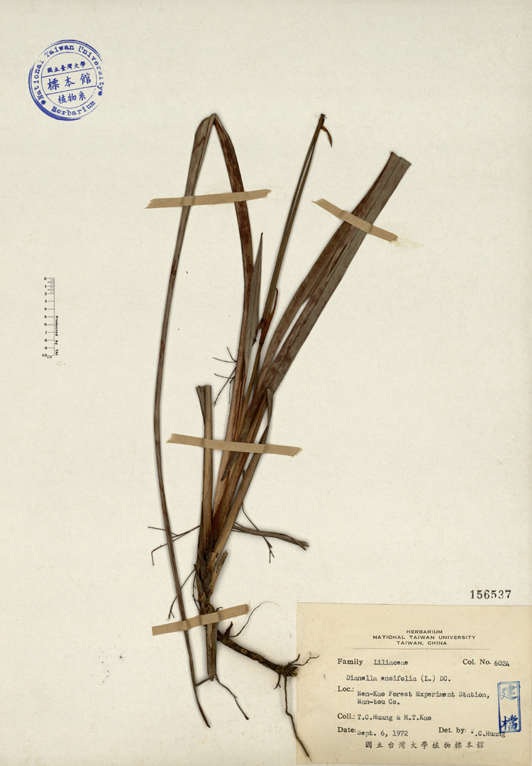 中文種名:桔梗蘭學名:Dianella ensifolia (L.) DC.俗名:桔梗蘭俗名（英文）:桔梗蘭