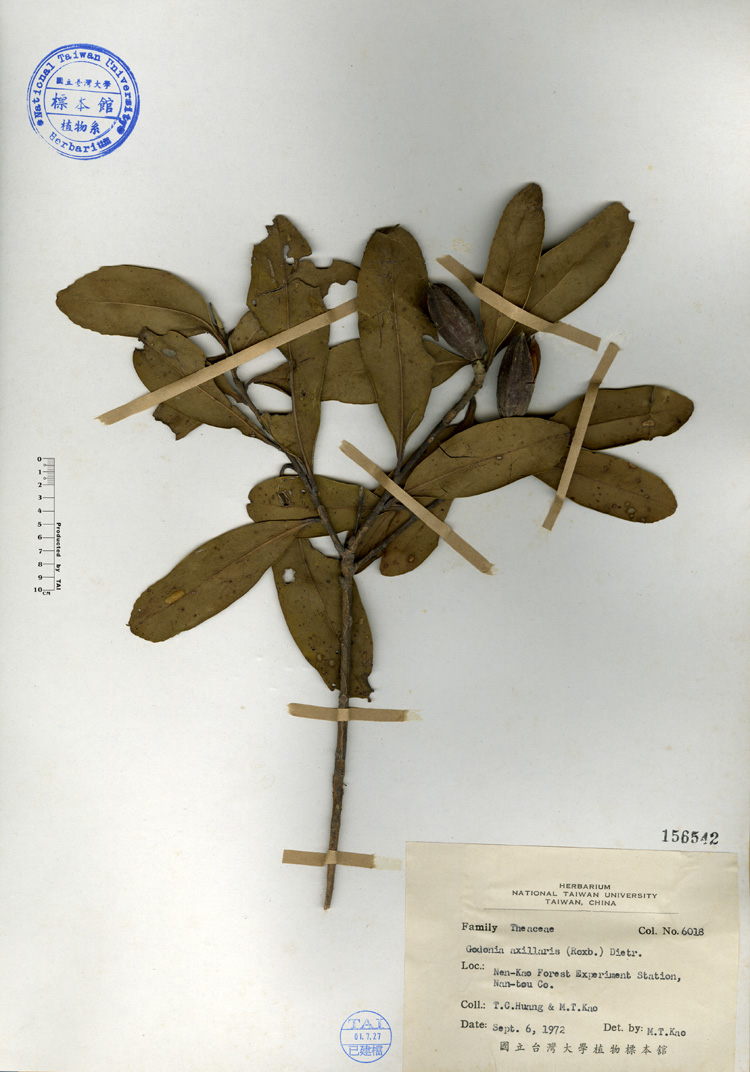 中文種名:大頭茶學名:Gordonia axillaria (Roxb.) Dietr.俗名:大頭茶俗名（英文）:大頭茶