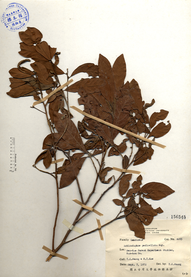 中文種名:小梗木薑子學名:Actinodaphne pedicellata Hay.俗名:小梗木薑子俗名（英文）:小梗木薑子