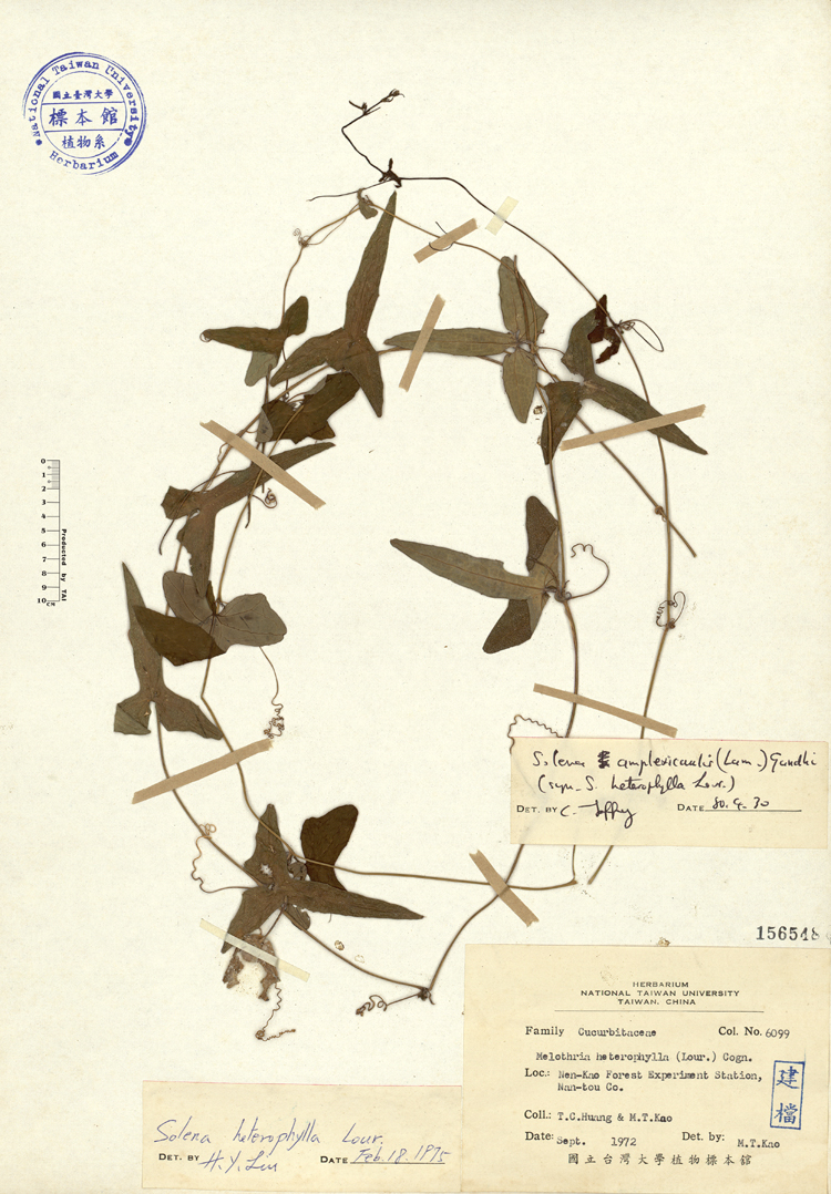 中文種名:茅瓜學名:Melothria heterophylla (Lour.) Cogn.俗名:茅瓜俗名（英文）:茅瓜