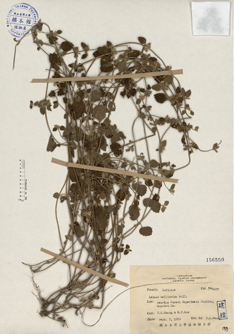 中文種名:白花草學名:Leucas mollissima Wall.俗名:白花草俗名（英文）:白花草